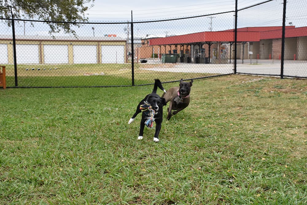SAHO Skiatook Animal Hospital