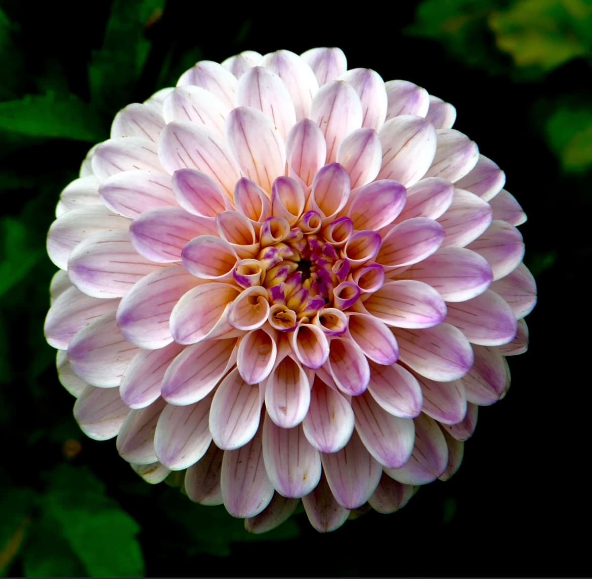 Bloom Aesthetics + Wellness photo 3